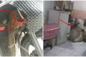 11 Cara amankan hewan peliharaan ini unfaedah banget