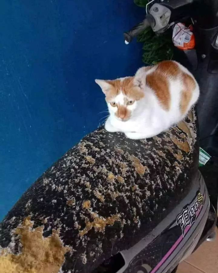 kucing merusak barang di rumah duh © 2021 instagram.com