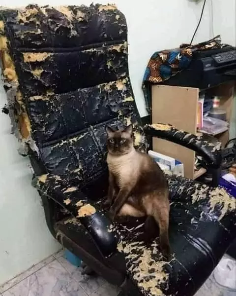 kucing merusak barang di rumah duh © 2021 instagram.com