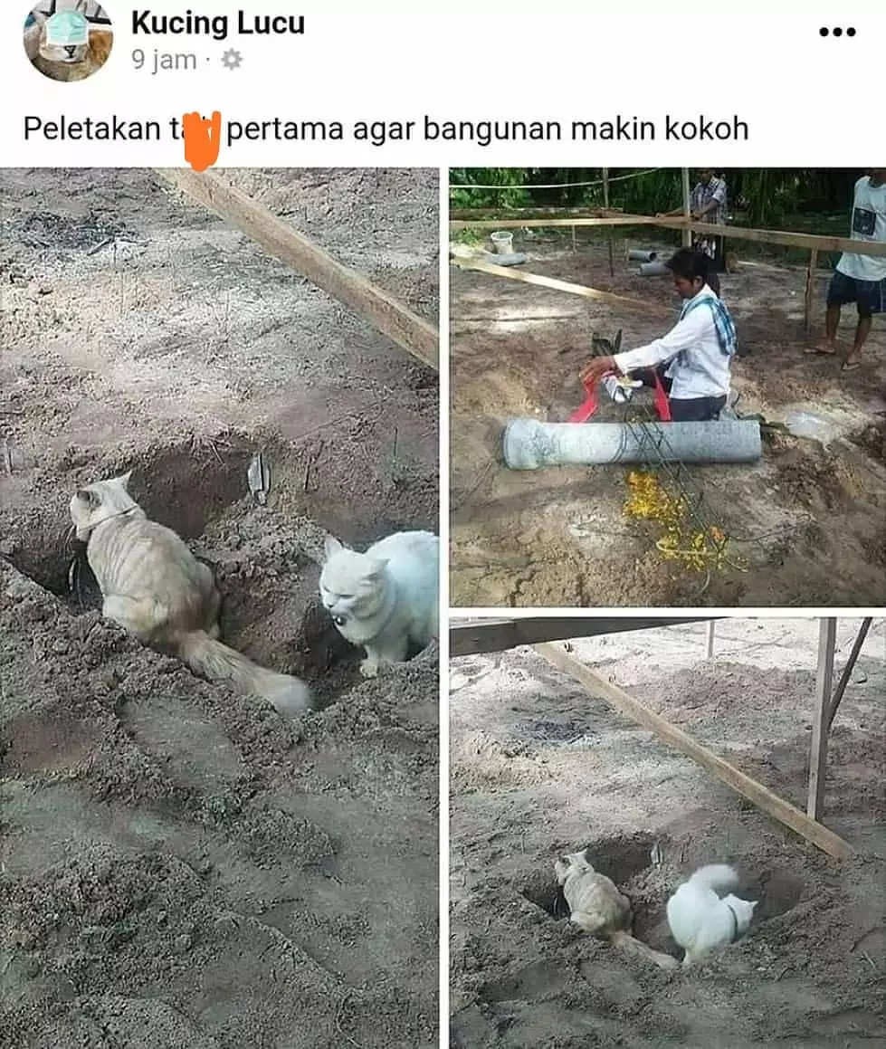 kucing merusak barang di rumah duh © 2021 instagram.com