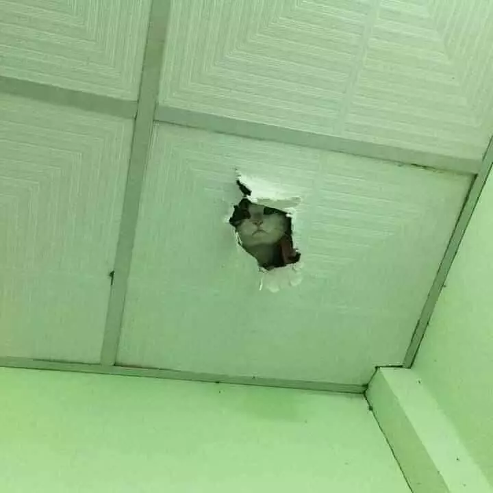 kucing merusak barang di rumah duh © 2021 instagram.com