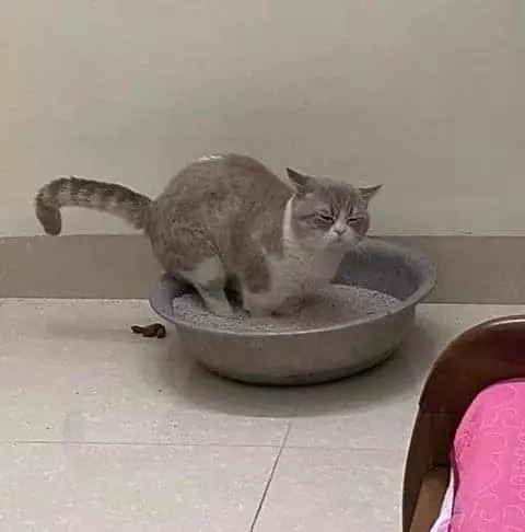 kucing merusak barang di rumah duh © 2021 instagram.com