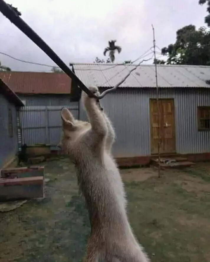 kucing merusak barang di rumah duh © 2021 instagram.com