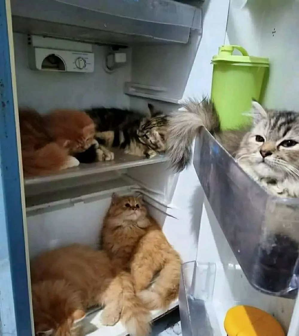 kucing merusak barang di rumah duh © 2021 instagram.com