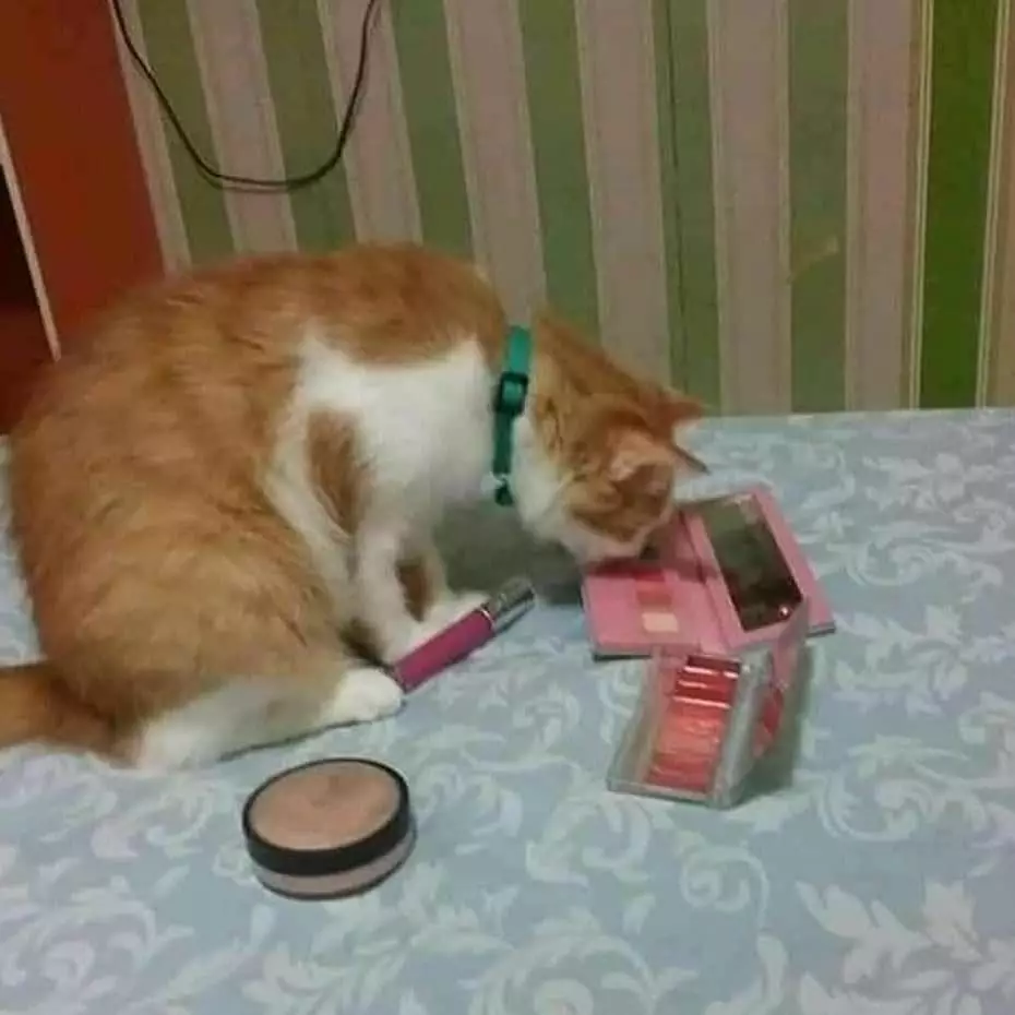 kucing merusak barang di rumah duh © 2021 instagram.com