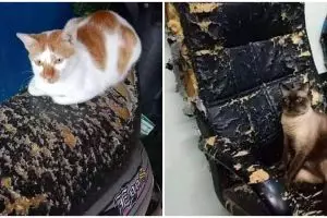 11 Momen ngenes barang rusak ini cuma pemilik kucing yang paham