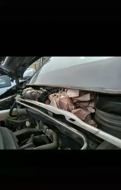 uang milik pria Thailand ini dimakan tikus © 2021 TikTok uang milik pria Thailand ini dimakan tikus © 2021 TikTok