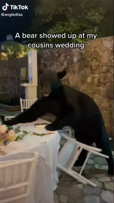 Viral kehadiran beruang di acara pernikahan TikTok