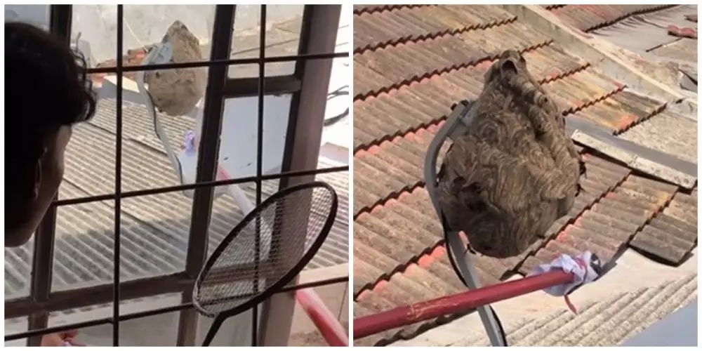 Aksi pemuda singkirkan sarang tawon © TikTok Aksi pemuda singkirkan sarang tawon © TikTok