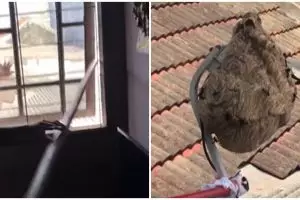 Aksi pemuda bersihkan sarang tawon ini bikin geli sekaligus deg-degan