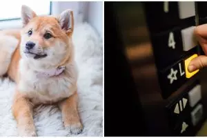 Aksi kurir selamatkan anjing yang tersangkut di lift ini bikin salut