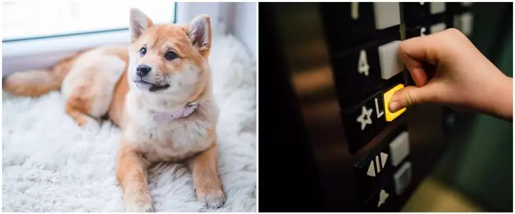 Aksi kurir selamatkan anjing yang tersangkut di lift ini bikin salut