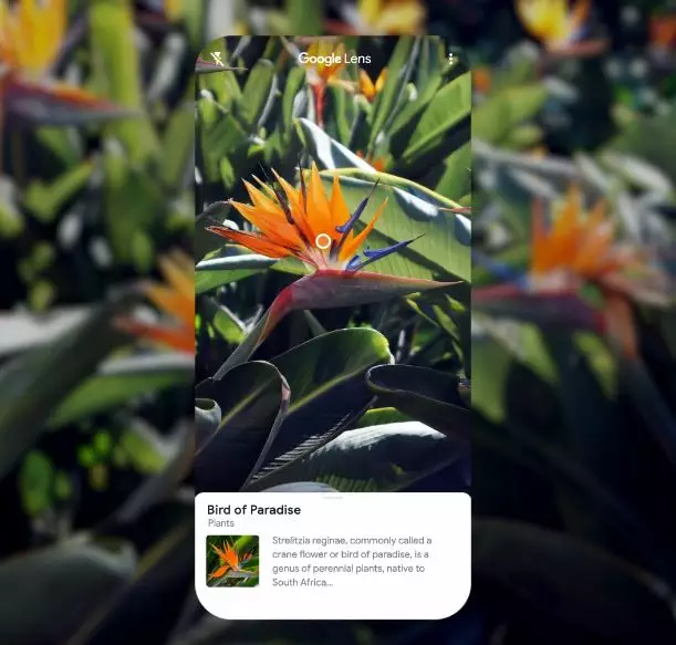 5 tips memaksimalkan penggunaan Google Lens Google Lens
