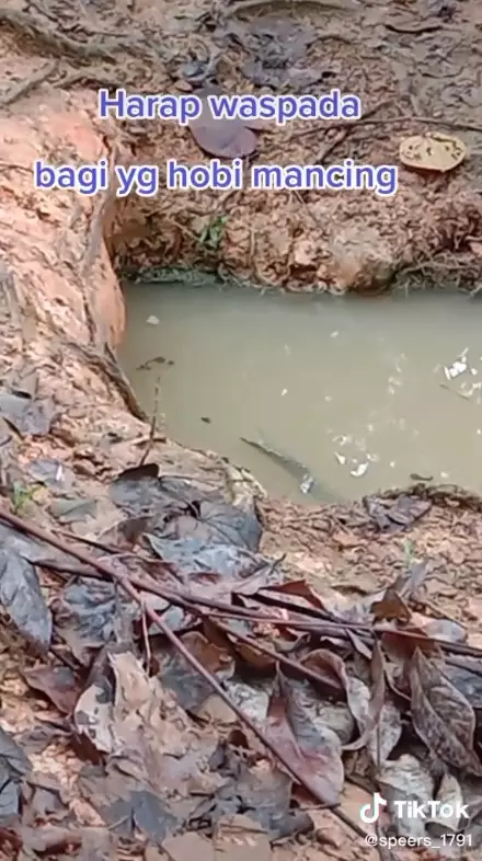 mancing di rawa hati hati © 2021 berbagai sumber