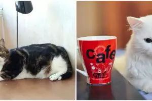 Perusahaan ini adopsi kucing untuk tingkatkan produktivitas staf