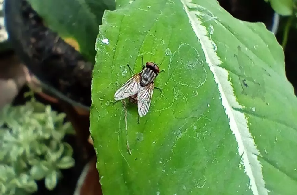 5 Tips bikin foto makro pakai smartphone © 2021 brilio.net