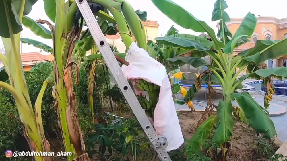 rumah mewah arab kebun pisang © 2021 YouTube rumah mewah arab kebun pisang © 2021 YouTube