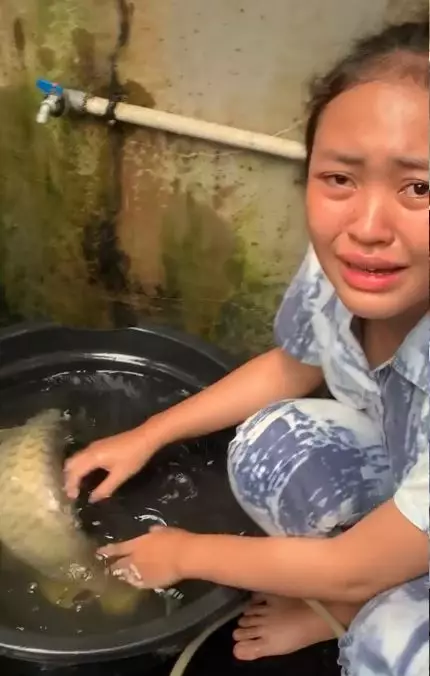 Ikan arwana mati setelah 17 tahun dipelihara TikTok