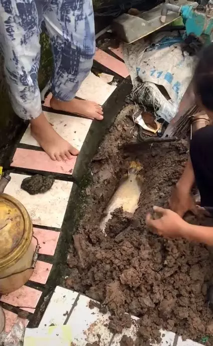 Ikan arwana mati setelah 17 tahun dipelihara TikTok