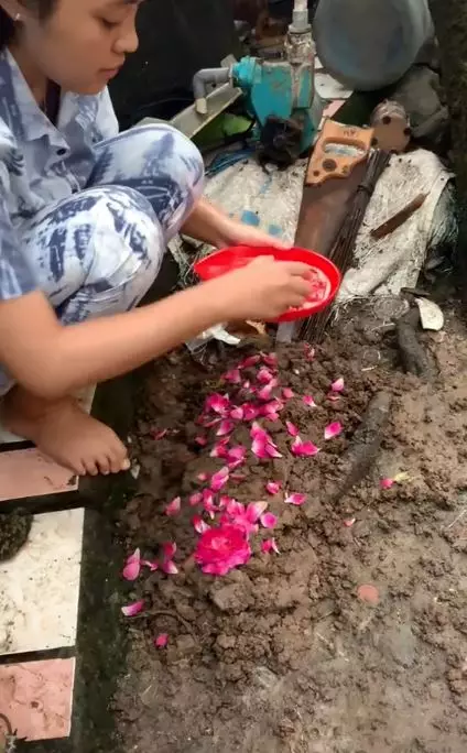 Ikan arwana mati setelah 17 tahun dipelihara TikTok