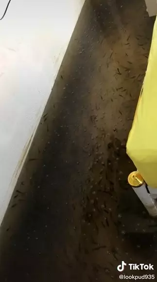 kamar wanita ini mendadak jadi kolam penuh ikan © 2021 TikTok
