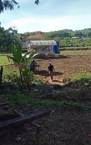 Pernikahan di tengah sawah © TikTok Pernikahan di tengah sawah © TikTok