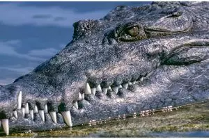 Diseret buaya saat mancing, pria ini selamat berkat pisau saku kecil