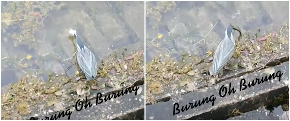 Pakai umpan roti, aksi burung memangsa ikan ini bikin manusia melongo
