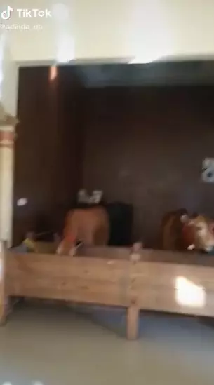 Viral kandang ternak sapi ini mewah banget © 2021 TikTok