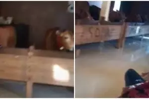 Viral kandang ternak sapi ini mewah banget, lantainya keramik