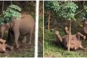 Momen pilu ibu gajah bangunkan anaknya, diduga mati tersengat listrik