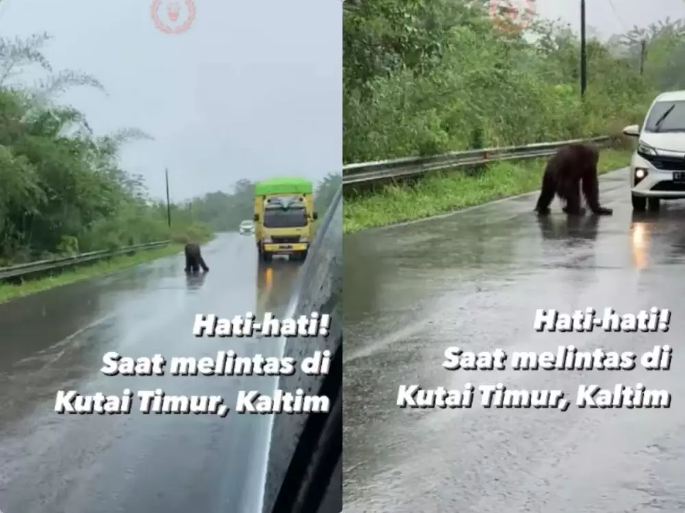 orang utan menyeberang © 2021 Instagram