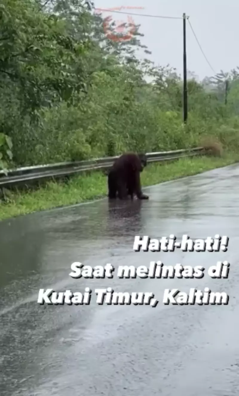 orang utan menyeberang © 2021 Instagram