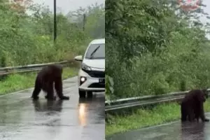 Momen orangutan hampir tertabrak mobil di Kalimantan ini bikin sedih