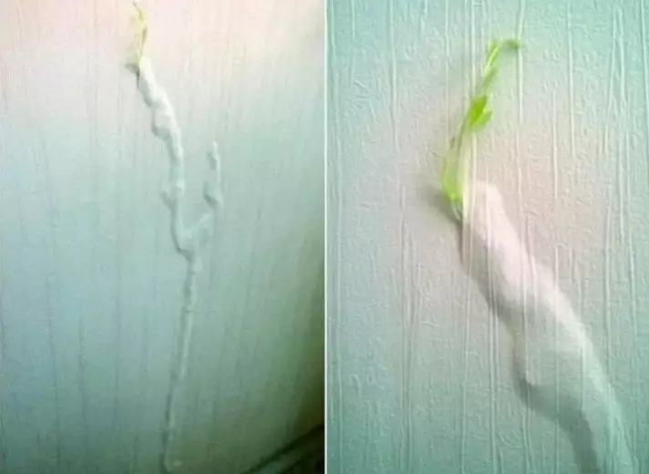 tanaman muncul tempat nggak biasa © 2021 Berbagai Sumber