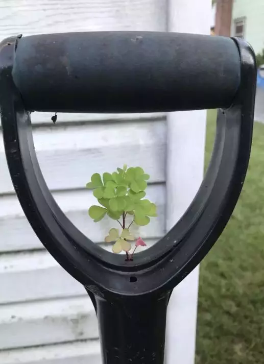 tanaman muncul tempat nggak biasa © 2021 Berbagai Sumber