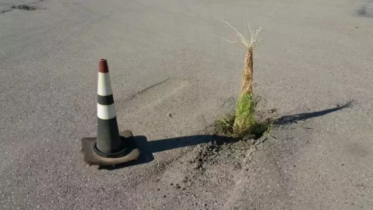 tanaman muncul tempat nggak biasa © 2021 Berbagai Sumber