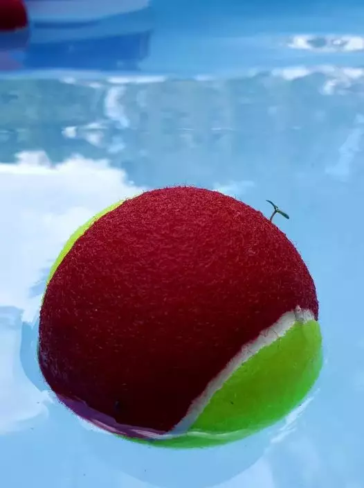 tanaman muncul tempat nggak biasa © 2021 Berbagai Sumber