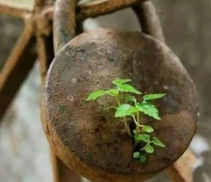 tanaman muncul tempat nggak biasa © 2021 Berbagai Sumber