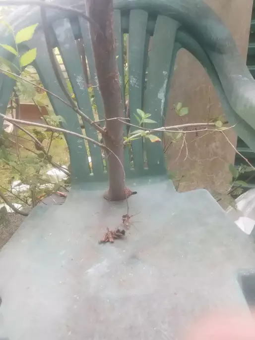 tanaman muncul tempat nggak biasa © 2021 Berbagai Sumber