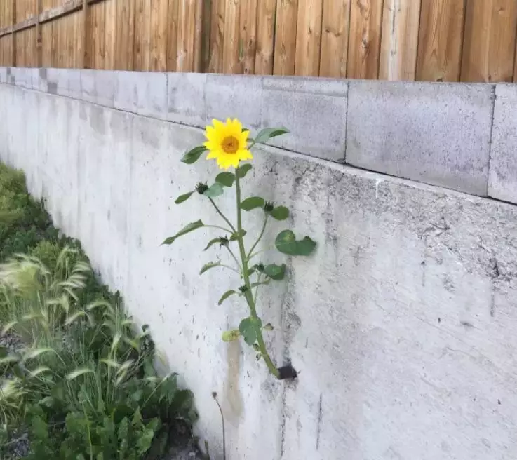 tanaman muncul tempat nggak biasa © 2021 Berbagai Sumber