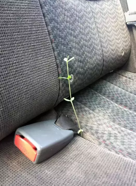 tanaman muncul tempat nggak biasa © 2021 Berbagai Sumber