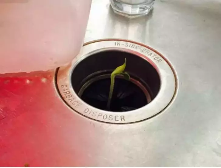 tanaman muncul tempat nggak biasa © 2021 Berbagai Sumber