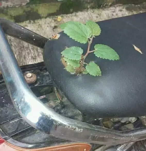 tanaman muncul tempat nggak biasa © 2021 Berbagai Sumber