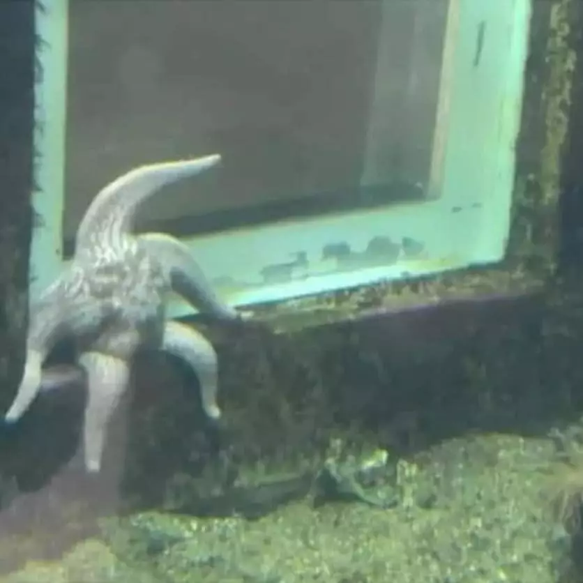 hewan waktu dipotret malah ngagetin © 2021 instagram.com hewan waktu dipotret malah ngagetin © 2021 instagram.com