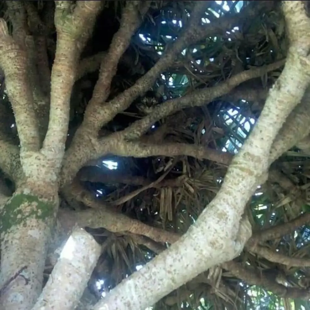 hewan waktu dipotret malah ngagetin © 2021 instagram.com hewan waktu dipotret malah ngagetin © 2021 instagram.com