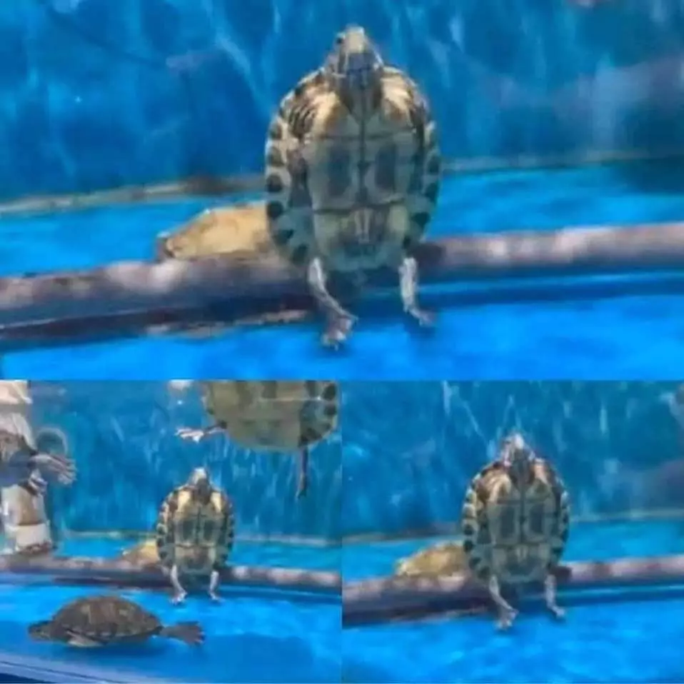 hewan waktu dipotret malah ngagetin © 2021 instagram.com hewan waktu dipotret malah ngagetin © 2021 instagram.com