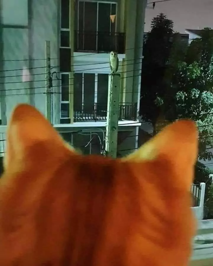 hewan waktu dipotret malah ngagetin © 2021 instagram.com hewan waktu dipotret malah ngagetin © 2021 instagram.com