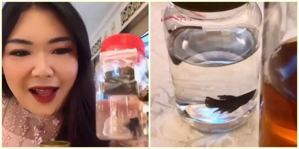Ikan cupang sebagai souvenir pernikahan © TikTok Ikan cupang sebagai souvenir pernikahan © TikTok