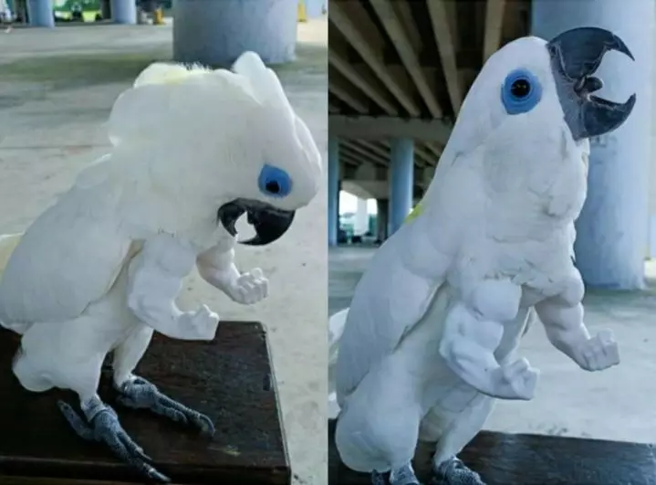 potret lucu burung antimainstream © 2021 berbagai sumber